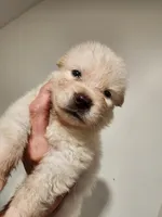Curley, a female Native American Indian Dog for sale in Shaftsbury, VT – Photo 4 of 6