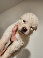 Curley, a female Native American Indian Dog for sale in Shaftsbury, VT – Photo 2 of 6