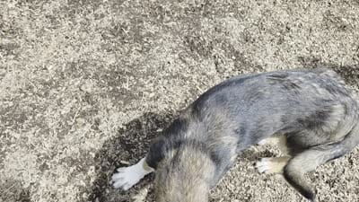 Bear, a male Native American Indian Dog for sale in Shaftsbury, VT – 8 of 9