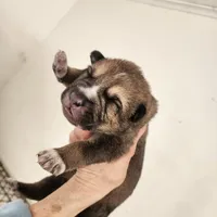 Bear, a male Native American Indian Dog for sale in Shaftsbury, VT – Photo 2 of 5