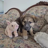 Bear, a male Native American Indian Dog for sale in Shaftsbury, VT – Photo 5 of 5