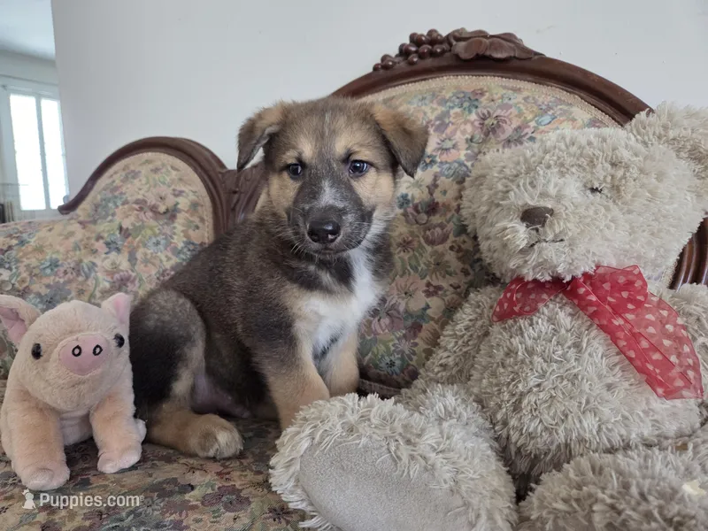 Bear – Native American Indian Dog puppy for sale in Shaftsbury, VT