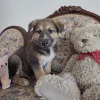 Bear, a male Native American Indian Dog for sale in Shaftsbury, VT – Photo 3 of 5
