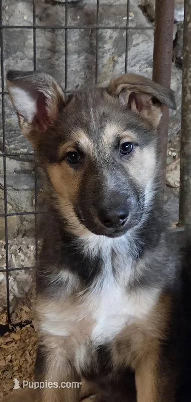 Bear, a male Native American Indian Dog for sale in Shaftsbury, VT – Photo 1 of 7