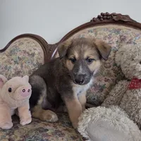 Bear, a male Native American Indian Dog for sale in Shaftsbury, VT – Photo 4 of 5