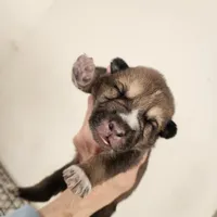 Bear, a male Native American Indian Dog for sale in Shaftsbury, VT – Photo 1 of 5