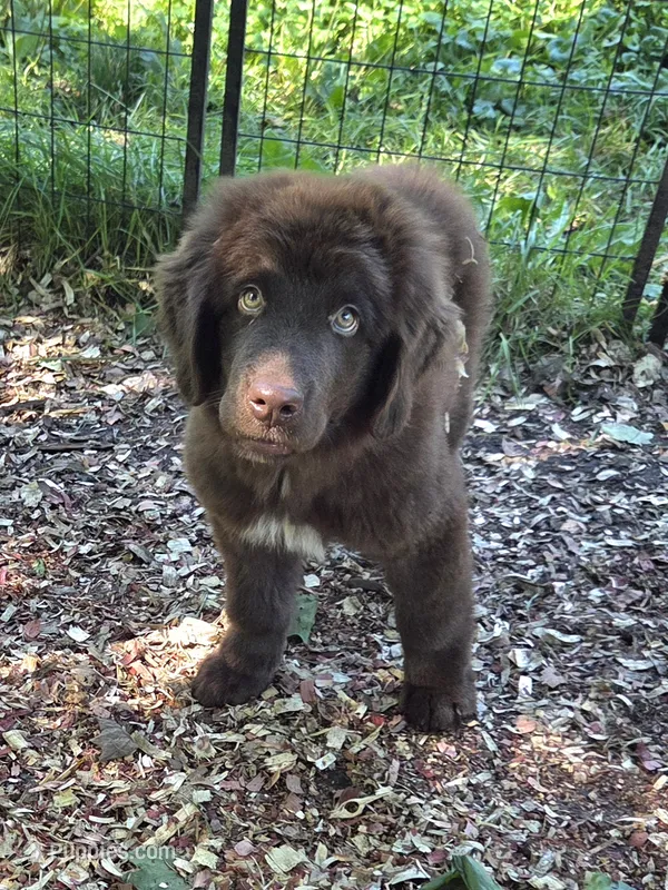 Akbar – Newfoundland puppy for sale in Shaftsbury, VT