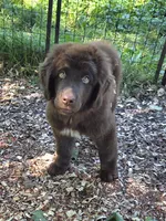 Akbar, a male Newfoundland for sale in Shaftsbury, VT – 1 of 4