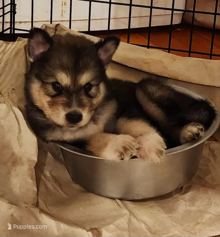 Night Sky, a male Native American Indian Dog for sale in Shaftsbury, VT – Photo 1 of 3