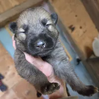 Silver , a male Native American Indian Dog for sale in Shaftsbury, VT – 1 of 2