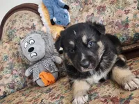 Chief , a male Native American Indian Dog for sale in Shaftsbury, VT – Photo 2 of 3