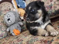 Chief , a male Native American Indian Dog for sale in Shaftsbury, VT – Photo 3 of 3