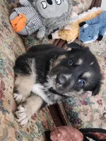 Chief , a male Native American Indian Dog for sale in Shaftsbury, VT – Photo 1 of 3