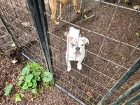 Hope, a female Olde English Bulldogge for sale in Shaftsbury, VT – Photo 3 of 3