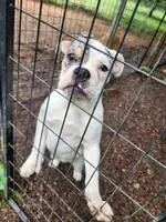 Hope, a female Olde English Bulldogge for sale in Shaftsbury, VT – Photo 2 of 3