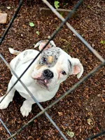 Hope, a female Olde English Bulldogge for sale in Shaftsbury, VT – Photo 1 of 3