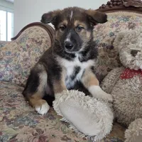 Phoenix , a female Native American Indian Dog for sale in Shaftsbury, VT – Photo 4 of 6