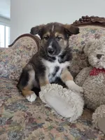 Phoenix , a female Native American Indian Dog for sale in Shaftsbury, VT – Photo 4 of 5