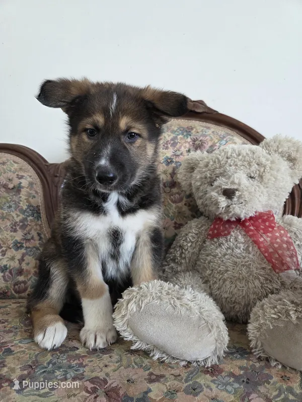 Phoenix , a female Native American Indian Dog for sale in Shaftsbury, VT – Photo 1 of 5