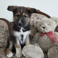 Phoenix , a female Native American Indian Dog for sale in Shaftsbury, VT – Photo 1 of 6