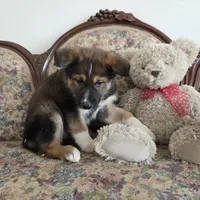 Phoenix , a female Native American Indian Dog for sale in Shaftsbury, VT – Photo 5 of 6