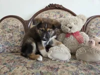 Phoenix , a female Native American Indian Dog for sale in Shaftsbury, VT – Photo 5 of 5