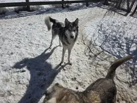 Phoenix , a female Native American Indian Dog for sale in Shaftsbury, VT – Photo 6 of 6