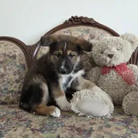 Phoenix , a female Native American Indian Dog for sale in Shaftsbury, VT – Photo 3 of 6