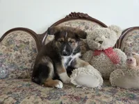 Phoenix , a female Native American Indian Dog for sale in Shaftsbury, VT – Photo 3 of 5