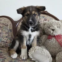 Phoenix , a female Native American Indian Dog for sale in Shaftsbury, VT – Photo 2 of 6