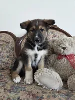 Phoenix , a female Native American Indian Dog for sale in Shaftsbury, VT – Photo 2 of 5