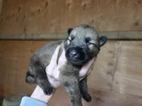 Sunshine , a female Native American Indian Dog for sale in Shaftsbury, VT – 2 of 2