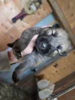 Silver , a male Native American Indian Dog for sale in Shaftsbury, VT – 2 of 2