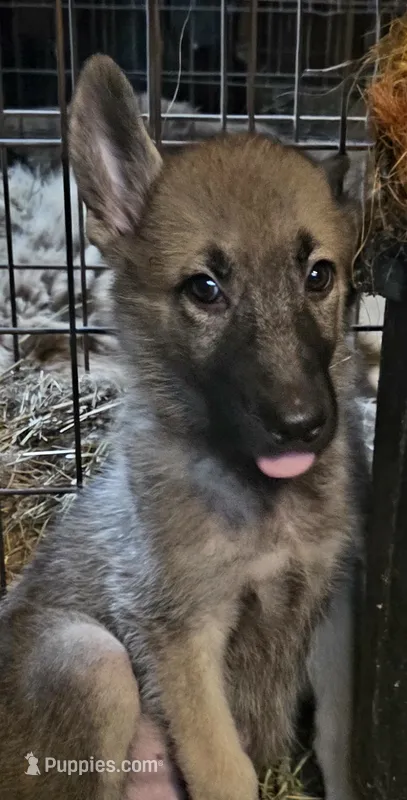 Sunshine  – Native American Indian Dog puppy for sale in Shaftsbury, VT