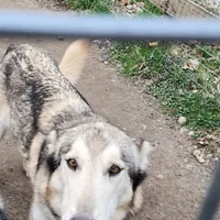 Elsa, a female Native American Indian Dog for sale in Shaftsbury, VT – Photo 1 of 3