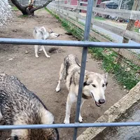 Elsa, a female Native American Indian Dog for sale in Shaftsbury, VT – Photo 3 of 3