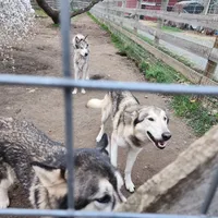 Elsa, a female Native American Indian Dog for sale in Shaftsbury, VT – Photo 2 of 3