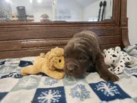 Brown Girl, a female Newfoundland for sale in Shaftsbury, VT – Photo 2 of 3