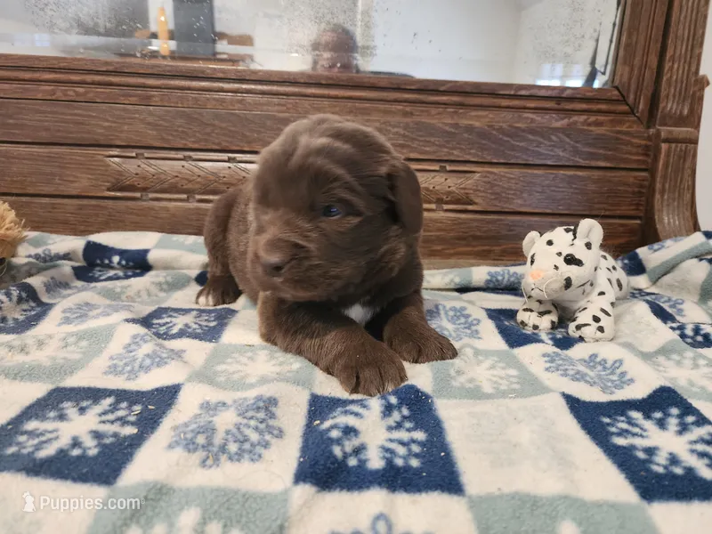 Brown Girl, a female Newfoundland for sale in Shaftsbury, VT – Photo 1 of 3