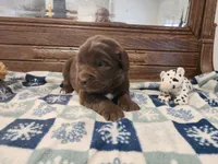 Brown Girl, a female Newfoundland for sale in Shaftsbury, VT – Photo 1 of 3