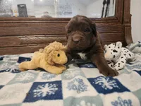 Brown Girl, a female Newfoundland for sale in Shaftsbury, VT – Photo 3 of 3
