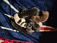 processed/a3a5e46f-99b9-4c86-9dac-e48b56a4f96c/listing/c74a8c36-8b3e-4673-8a10-8fe0665084a7/286191a7-535b-46bf-9bed-9d21e506ffd5