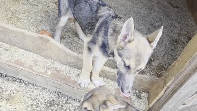 Bear, a male Native American Indian Dog for sale in Shaftsbury, VT – 9 of 9