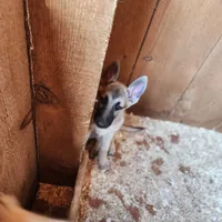 Silver Lace, a female Native American Indian Dog for sale in Shaftsbury, VT – Photo 3 of 3
