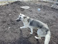 Silver Lace, a female Native American Indian Dog for sale in Shaftsbury, VT – 5 of 7