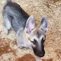 Silver Lace, a female Native American Indian Dog for sale in Shaftsbury, VT – Photo 2 of 3