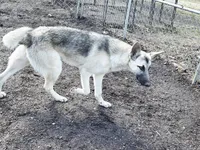 Silver Lace, a female Native American Indian Dog for sale in Shaftsbury, VT – 4 of 7