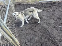 Silver Lace, a female Native American Indian Dog for sale in Shaftsbury, VT – 6 of 7