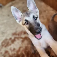 Silver Lace, a female Native American Indian Dog for sale in Shaftsbury, VT – Photo 1 of 3
