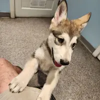 Odin, a male Native American Indian Dog for sale in Shaftsbury, VT – Photo 7 of 7